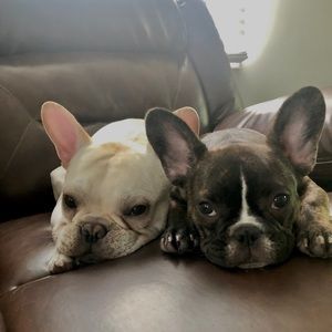 Meet your Posher, Jesus